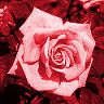 un poeme